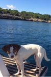 Basishund East Coast Divers Mallorca